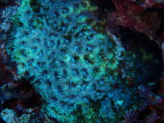 Acanthastrea