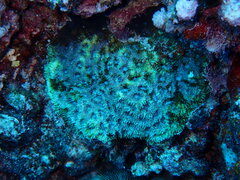 Acanthastrea