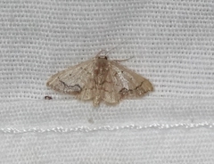 Idaea kendallaria
