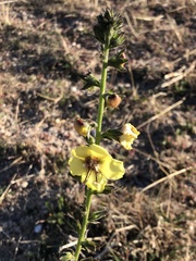 Verbascum virgatum