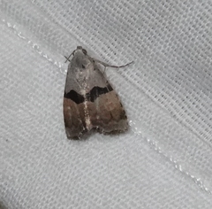 Cobubatha lixiva