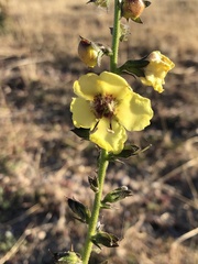 Verbascum virgatum