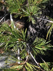 Pinus monticola