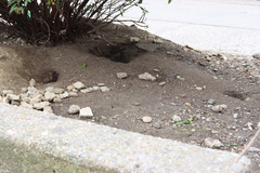 Rattus norvegicus