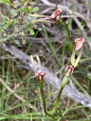 Orchidoideae