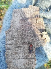 Cucujus haematodes haematodes