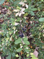 Ligustrum