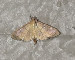 Psara obscuralis