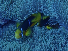 Amphiprion chrysopterus