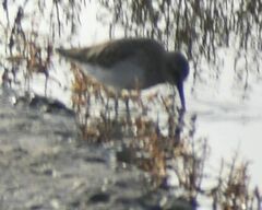 Calidris alpina