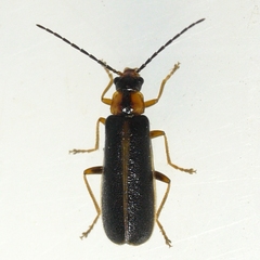Rhagonycha