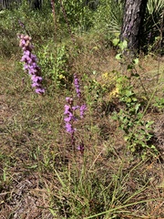 Liatris tenuifolia