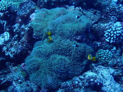 Amphiprion chrysopterus