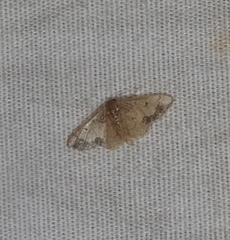 Idaea kendallaria