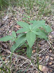 Vernonia baldwinii