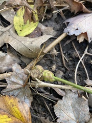 Neolasioptera cornicola