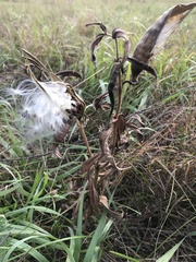 Asclepiadeae