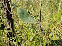 Smilax campestris