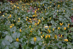 Ficaria verna ficariiformis