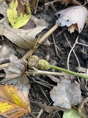 Neolasioptera cornicola