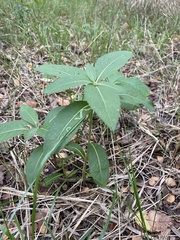 Vernonia baldwinii