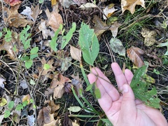 Neolasioptera cornicola