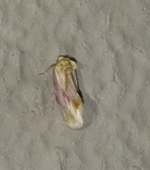 Chamaeclea basiochrea