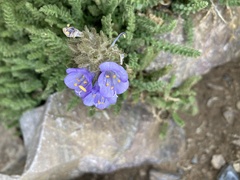 Polemonium viscosum
