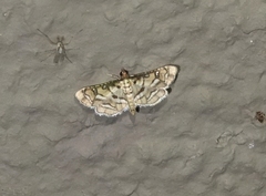 Hileithia magualis