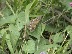 Anthanassa texana texana