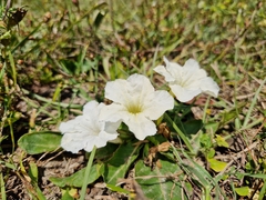Ruellia morongii