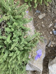 Polemonium viscosum