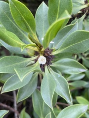 Myoporum laetum