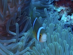 Amphiprion chrysopterus