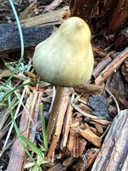 Psilocybe semilanceata