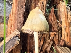 Psilocybe semilanceata