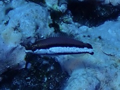 Pseudojuloides atavai