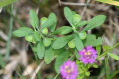 Polygala mariana