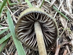 Psilocybe semilanceata