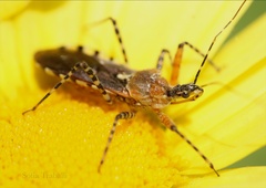 Cosmoclopius nigroannulatus