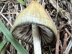 Psilocybe semilanceata