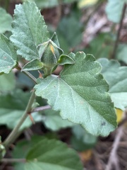 Malvastrum aurantiacum