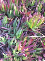 Carpobrotus chilensis
