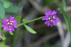 Polygala mariana