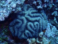 Lobophyllia