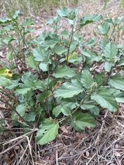 Malvastrum aurantiacum