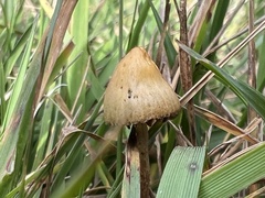Psilocybe semilanceata