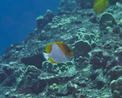 Hemitaurichthys polylepis