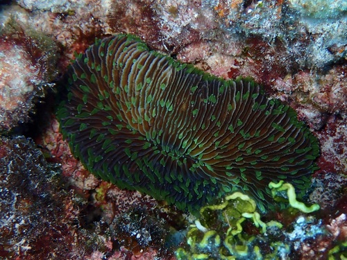 Pleuractis paumotensis observed 2022-10-16