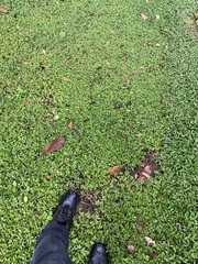 Oplismenus hirtellus